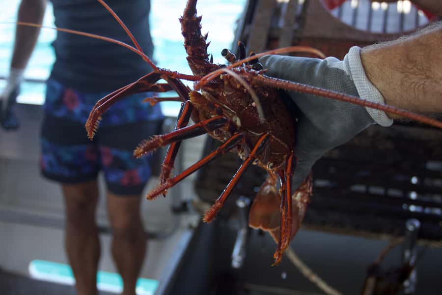 Kalbarri Crayfish Catch & Keep Tour - Why this two-hour trip is worth considering