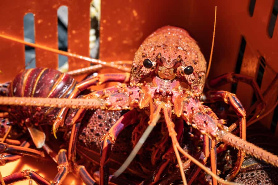 Kalbarri Crayfish Catch & Keep Tour - Sea life beyond the crayfish