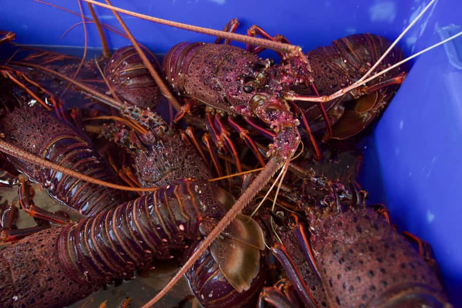 Kalbarri Crayfish Catch & Keep Tour - What happens to the morning’s catch