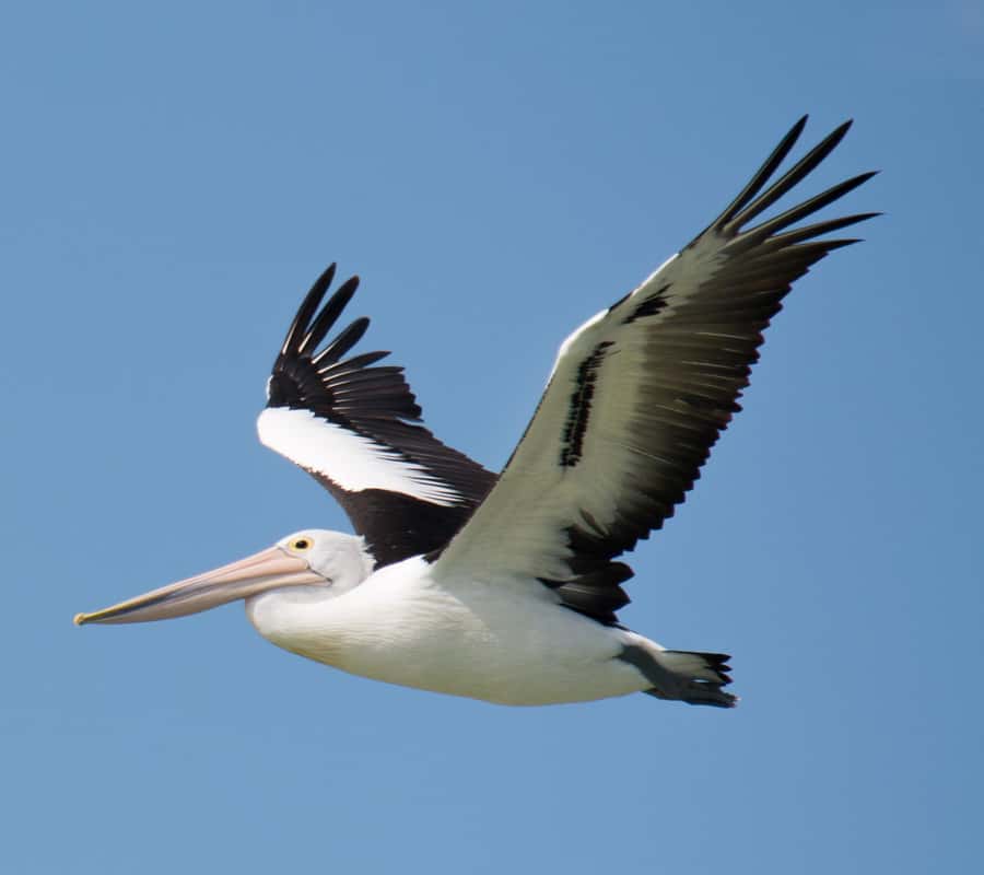 Kalbarri: Murchison River Wilderness Wildlife Cruise - Birdwatching among red rock and low scrub