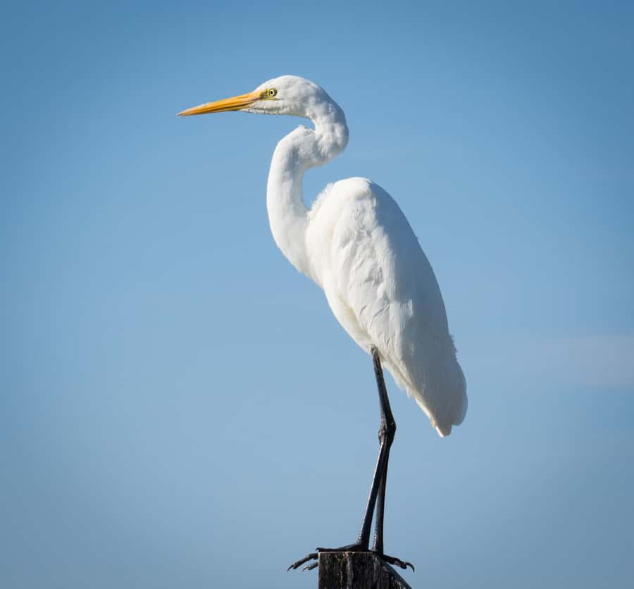 Kalbarri: Murchison River Wilderness Wildlife Cruise - Should you book the Murchison River cruise?