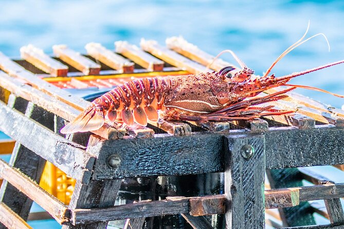 Kalbarri Rock Lobster Tours - Key details at a glance