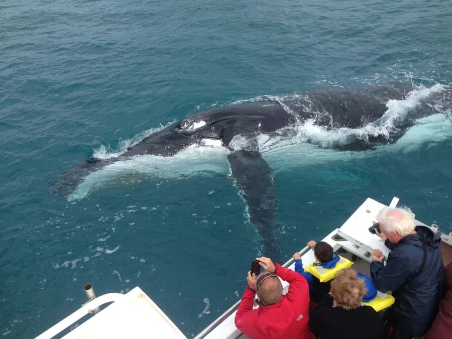 Kalbarri Whale Watching Tour - Key points before you book