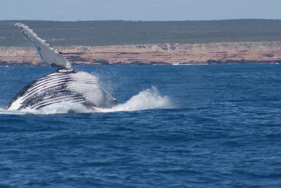 Kalbarri Whale Watching Tour - Why Kalbarri is a good place to watch whales
