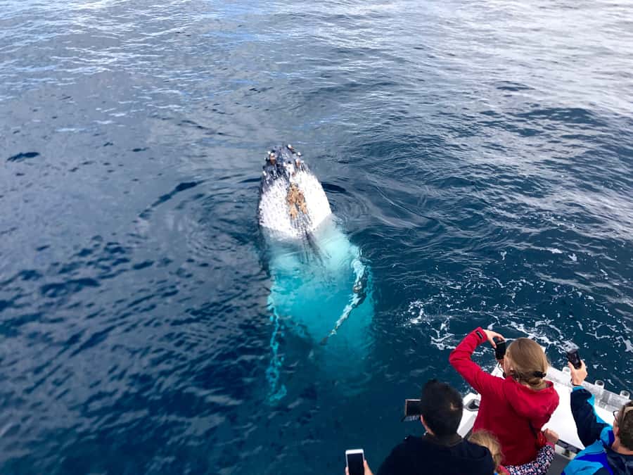Kalbarri Whale Watching Tour - What the 50-foot vessel means for your day