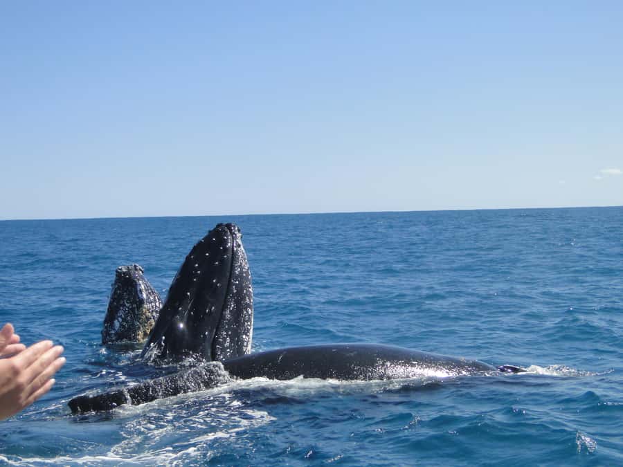 Kalbarri Whale Watching Tour - How strong are the whale sightings?