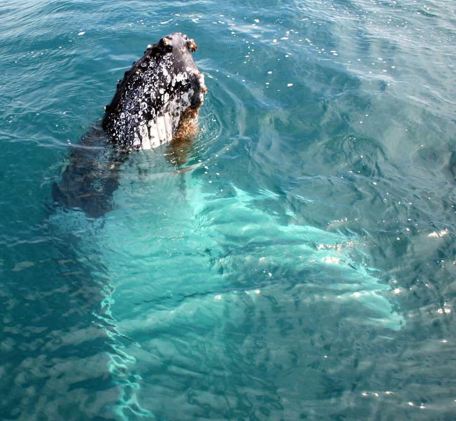 Kalbarri Whale Watching Tour - Is $60 good value for 150 minutes?