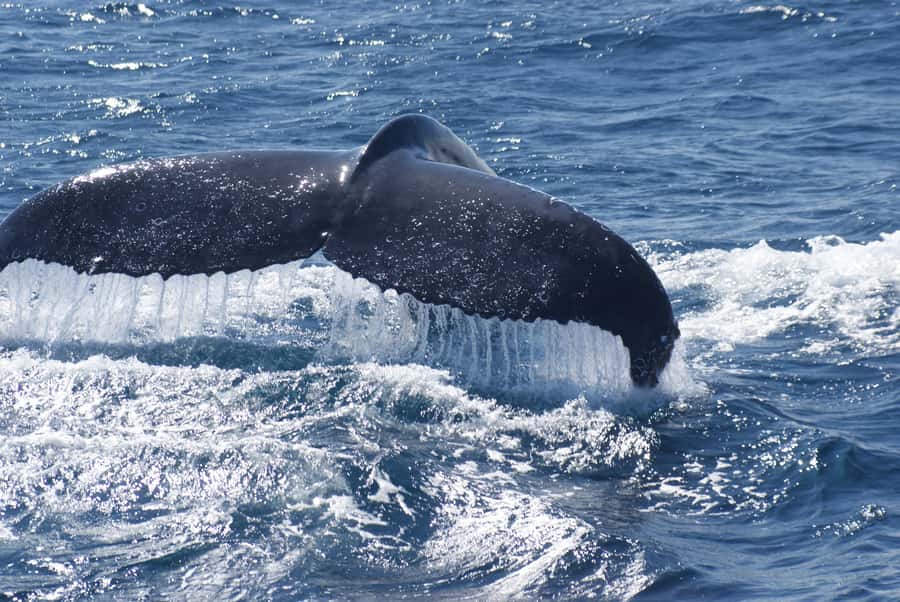 Kalbarri Whale Watching Tour - Who will enjoy this tour most?