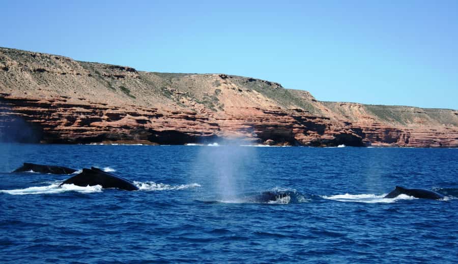 Kalbarri Whale Watching Tour - Booking tips that can improve your chances