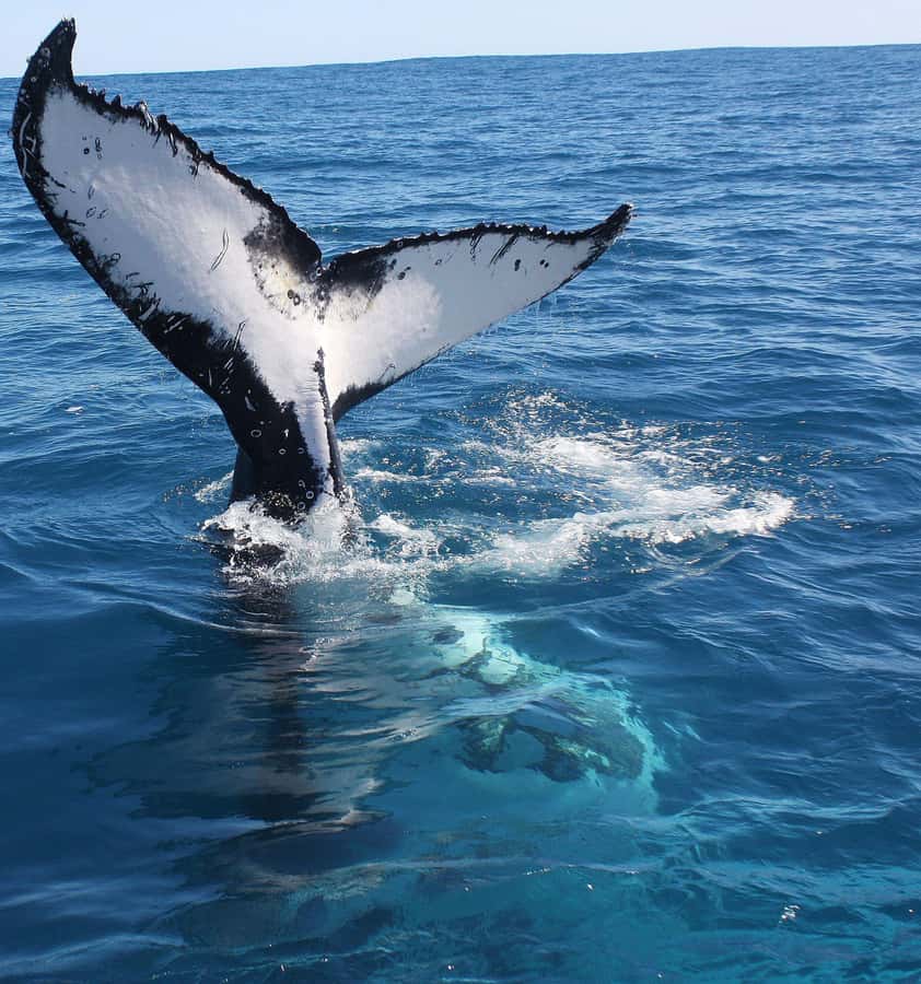 Kalbarri Whale Watching Tour - Should you book the Kalbarri whale tour?
