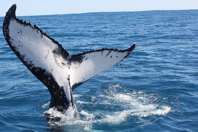 Kalbarri Whale Watching Tour Guided - The best part is the open-deck viewing