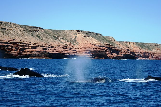 Kalbarri Whale Watching Tour Guided - A whale guarantee, with an important qualification
