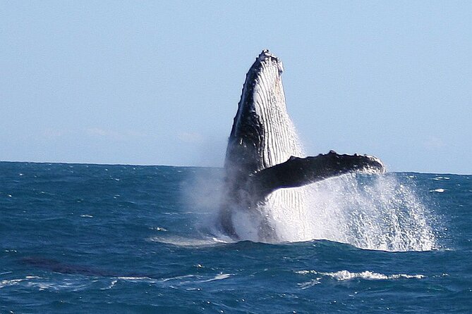 Kalbarri Whale Watching Tour Guided - Weather and comfort on the water