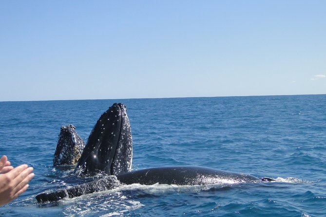 Kalbarri Whale Watching Tour Guided - What is included and what you need to bring
