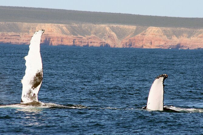 Kalbarri Whale Watching Tour Guided - Is $60.97 good value?