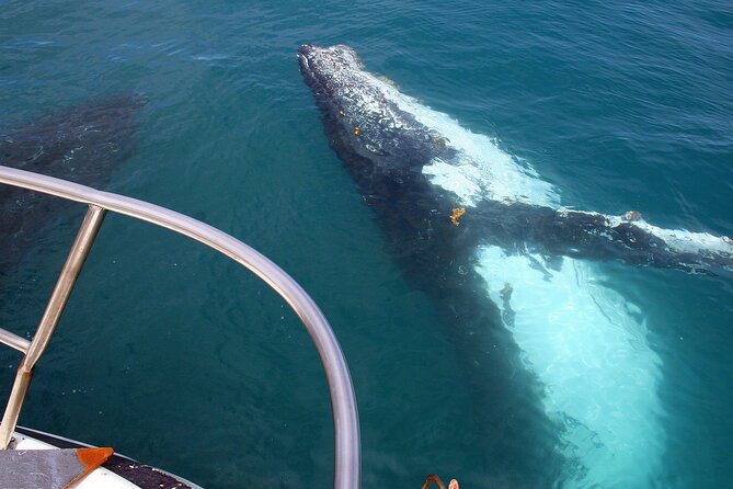Kalbarri Whale Watching Tour Guided - What the 2.5-hour cruise feels like