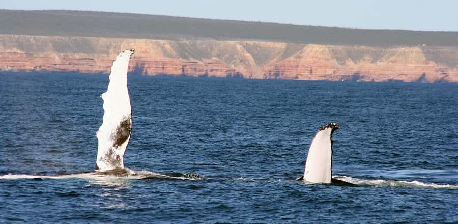 Kalbarri Whale Watching Tour - Setting out from Pen 1 at Kalbarri Maritime Facility