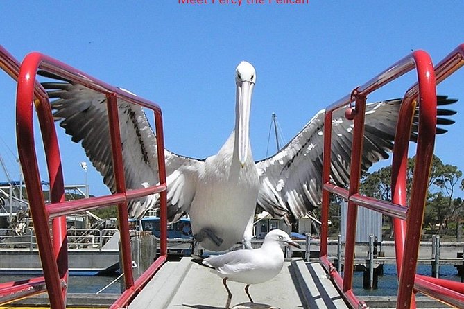Kalgan Queen Scenic Cruises a four hour sheltered water wildlife tour daily fun. - Oyster Harbour brings the wildlife close