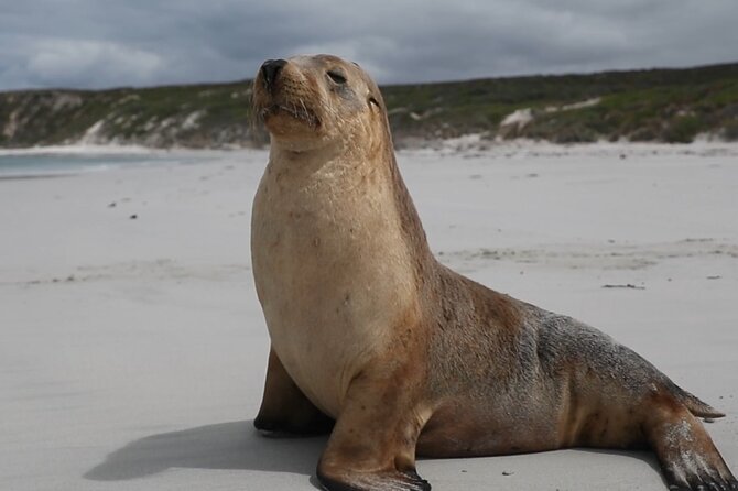 Kangaroo Island 2-Day Wildlife Adventure Small Group tour - The overnight stay and barbecue evening