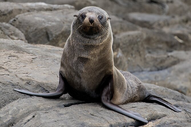 Kangaroo Island 75-Minute Coastal Safari - The crew makes the difference
