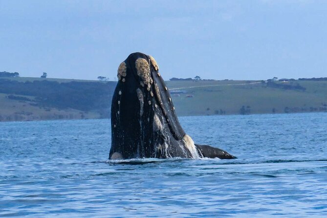 Kangaroo Island 75-Minute Coastal Safari - Weather, comfort, and what to wear