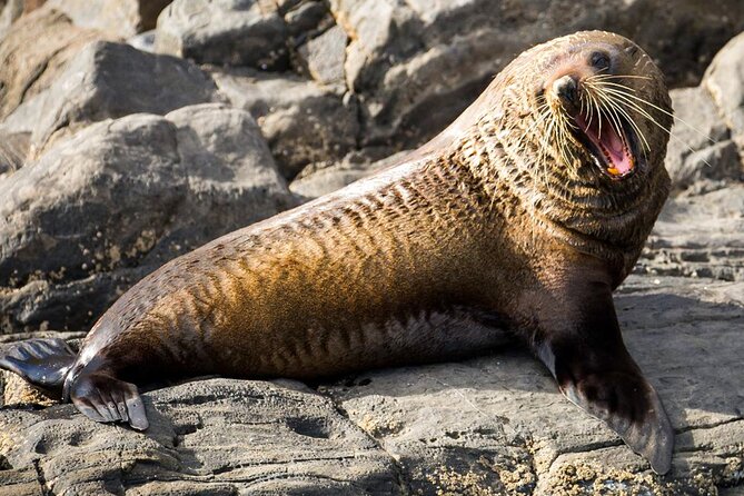 Kangaroo Island 75-Minute Coastal Safari - How this compares with a land-based day on Kangaroo Island