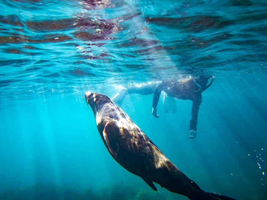 Kangaroo Island: Dolphin, Seal, and Swimming Boat Tour - Key points to know before booking