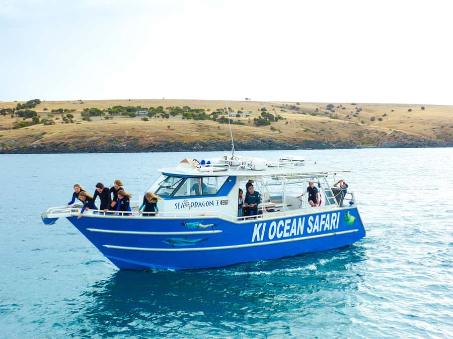 Kangaroo Island: Dolphin, Seal, and Swimming Boat Tour - A genuine wild-animal encounter off Penneshaw