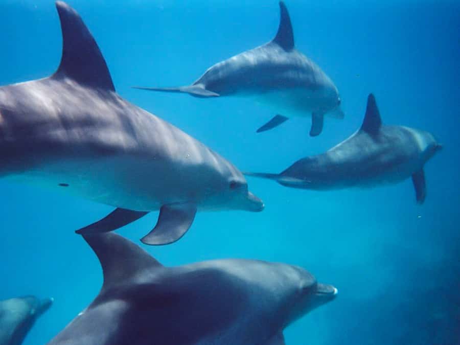 Kangaroo Island: Dolphin, Seal, and Swimming Boat Tour - Meeting seals in their own water