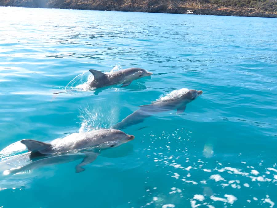 Kangaroo Island: Dolphin, Seal, and Swimming Boat Tour - Searching for dolphins around Penneshaw