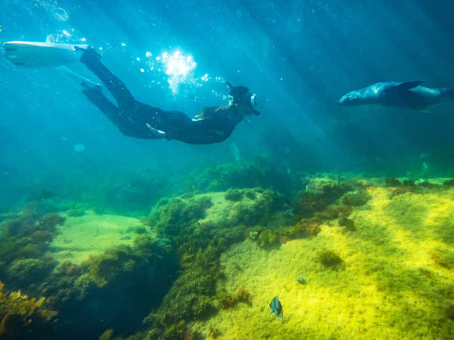 Kangaroo Island: Dolphin, Seal, and Swimming Boat Tour - From the information stop to the water