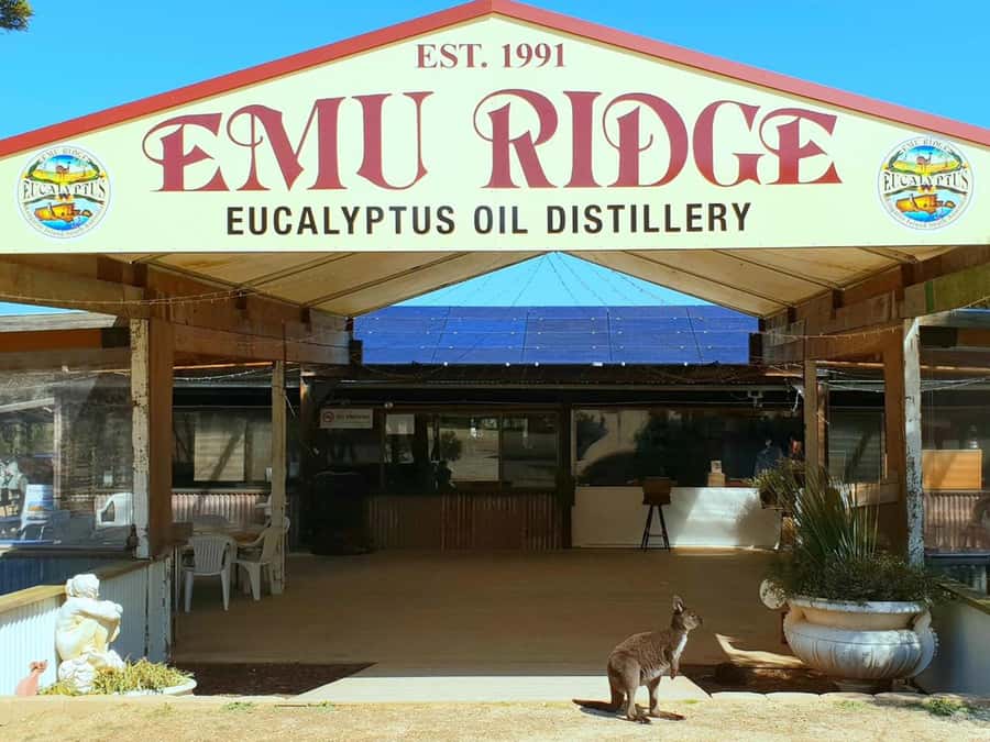 Kangaroo Island: Half-Day Tour Guided Coach Tour - Emu Ridge and the story of eucalyptus oil