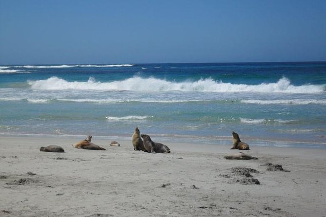 Kangaroo Island in a Day Tour from Adelaide - The 45-minute crossing from Cape Jervis