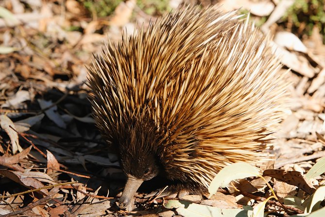 Kangaroo Island in a Day Tour from Adelaide - Kangaroo Island Wildlife Park brings hands-on contact