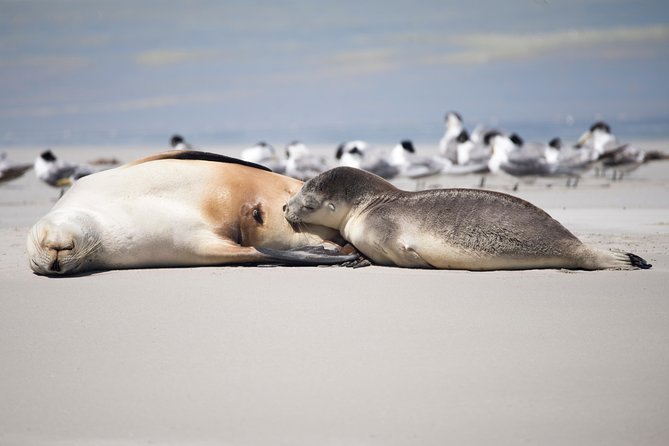 Kangaroo Island Luxury Small Group 'Island Life' Full Day Tour - Why this Kangaroo Island day feels different