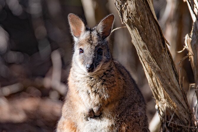 Kangaroo Island Luxury Small Group 'Island Life' Full Day Tour - Lathami Conservation Park brings the bush to life