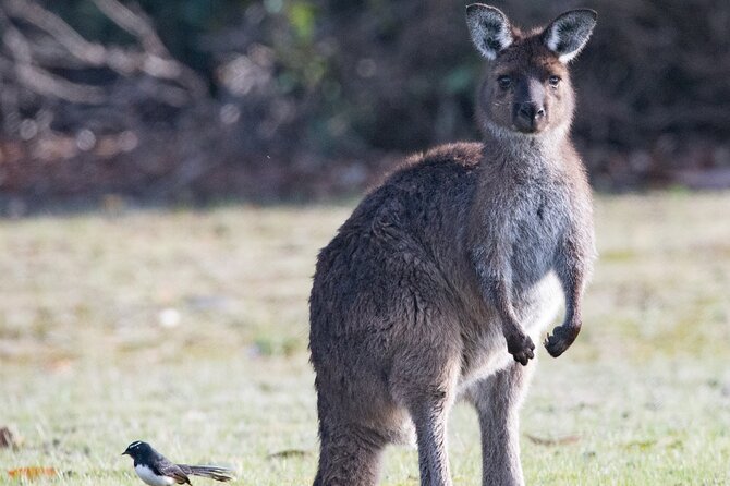 Kangaroo Island Luxury Small Group 'Island Life' Full Day Tour - Stokes Bay starts the day with a small adventure