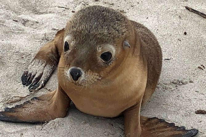 Kangaroo Island Scenic Nature and Wildlife Day Tour - Key points to know before booking