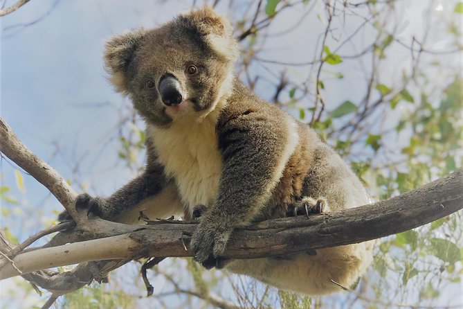 Kangaroo Island Scenic Nature and Wildlife Day Tour - Vivonne Bay gives you a short coastal pause