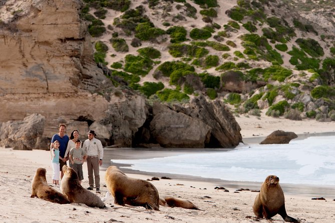 Kangaroo Island Scenic Nature and Wildlife Day Tour - Seal Bay: the most personal wildlife encounter