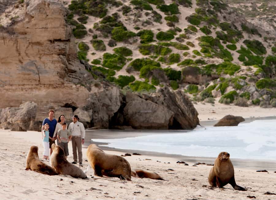 Kangaroo Island: Scenic, Nature & Wildlife Tour - Seal Bay and the sea lion colony