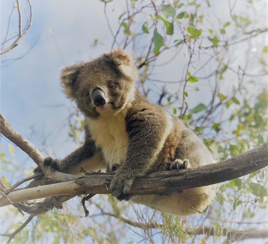 Kangaroo Island: Scenic, Nature & Wildlife Tour - The wildlife search between the main stops