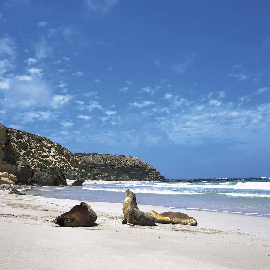Kangaroo Island: Scenic, Nature & Wildlife Tour - The guides are a major part of the value