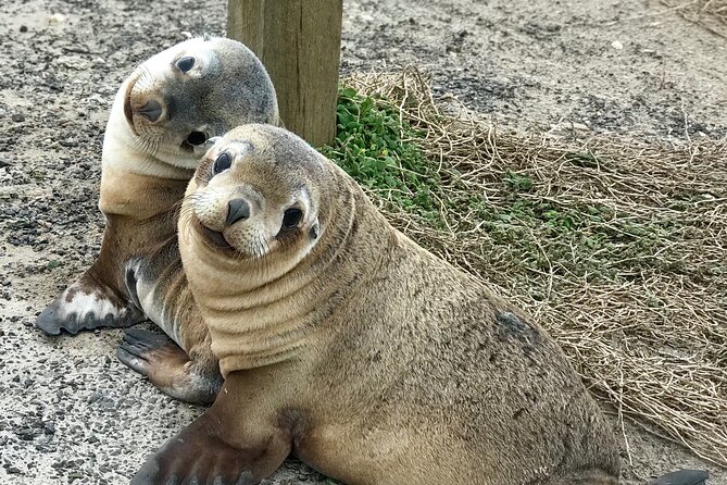 Kangaroo Island Shore Excursion Scenic Trail Tour - Key things to know before you book