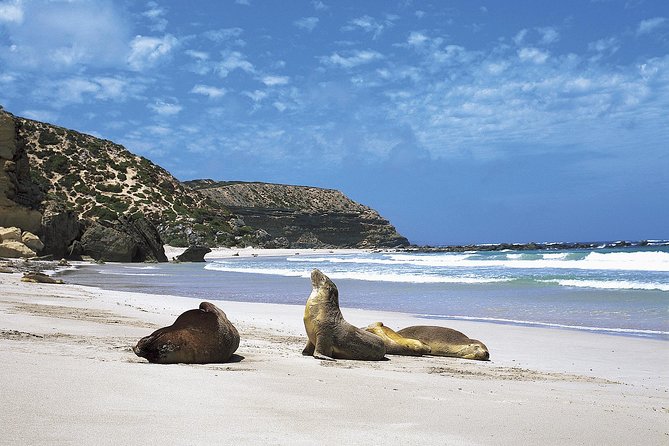 Kangaroo Island Shore Excursion Scenic Trail Tour - Why this Kangaroo Island day trip works