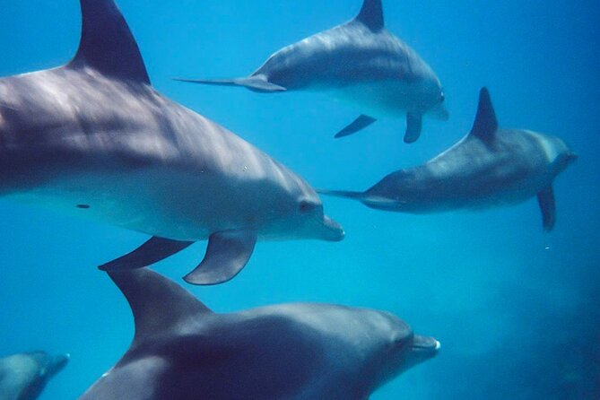 Kangaroo Island - Swim with Dolphins/Seals/Coastal Snorkel - A wild swim, not a guaranteed dolphin show