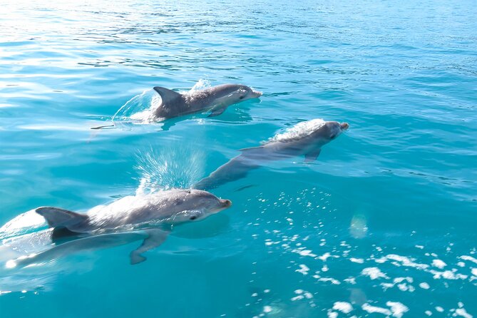 Kangaroo Island - Swim with Dolphins/Seals/Coastal Snorkel - Looking for dolphins near Kangaroo Island