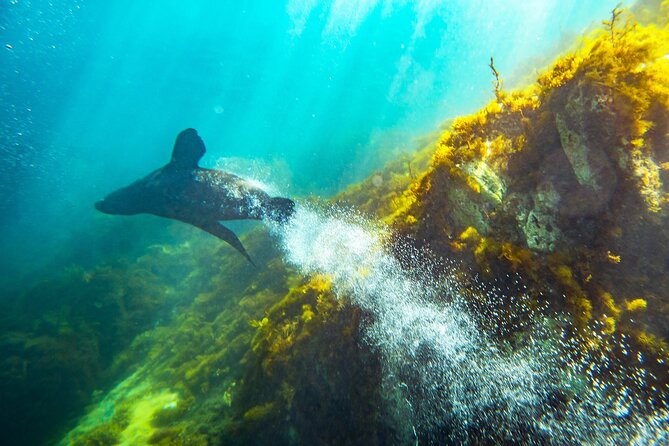 Kangaroo Island - Swim with Dolphins/Seals/Coastal Snorkel - What the guides do well