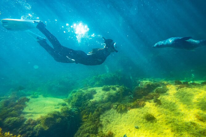 Kangaroo Island - Swim with Dolphins/Seals/Coastal Snorkel - Getting ready at Penneshaw