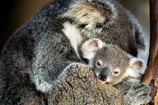 Kangaroos and Koala Experience Tour - Two Canberra highlights in one half-day